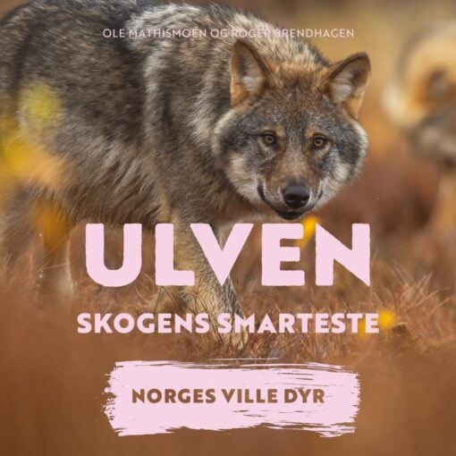 Lydbok - Ulven : skogens smarteste-